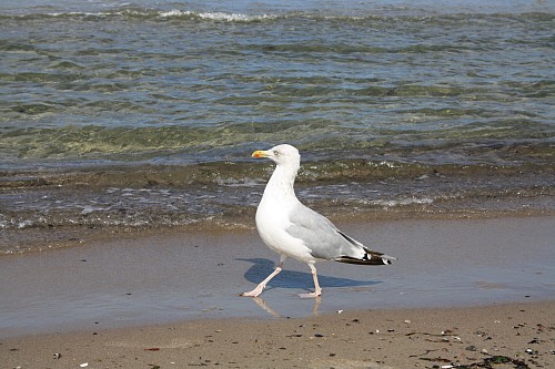 Warnemünde
<p>On the picture you can see a seagull, that saunters along the beach, during waves rinse at the beach. </p>
Küste - Strand, Fauna - Vögel, Öffentlicher Bereich/Strand
Eucc